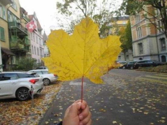Bild Freizeitnachmittag, Blatt